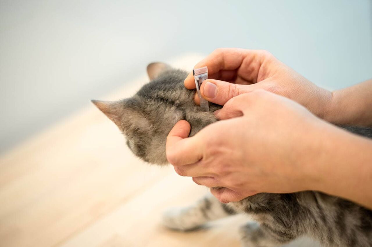 Kedi Pire Damlası Nereye Damlatılır? Adım Adım Uygulama Rehberi