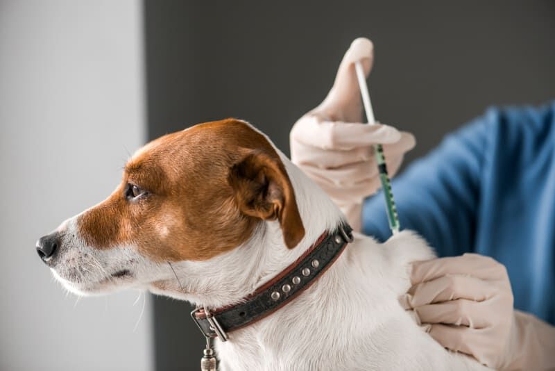 Yavru ve Yetişkin Köpeklerde Karma Aşı Yan Etkileri