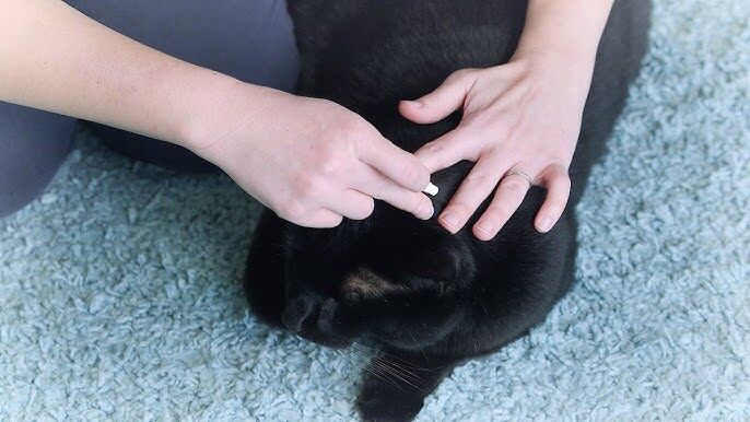 Kedi Dış Parazit Damlası Nasıl Kullanılır?