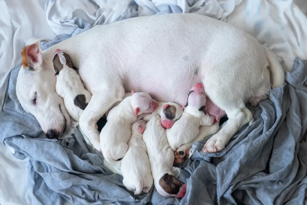 Köpekler Kaç Ayda Doğurur?