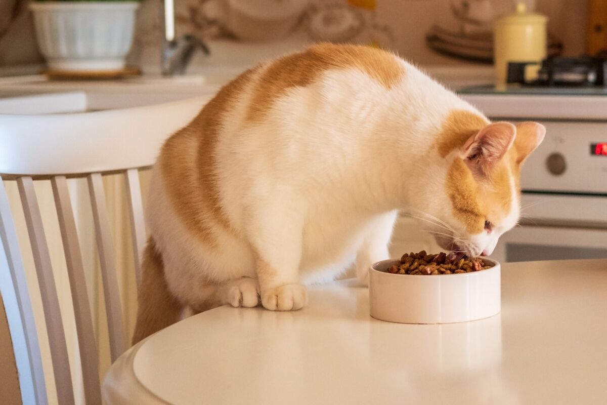 Yaşlı Kedi Bakımı: 7+ Yaş Kedilerin İhtiyaç Duyduğu Vitamin ve Destekler
