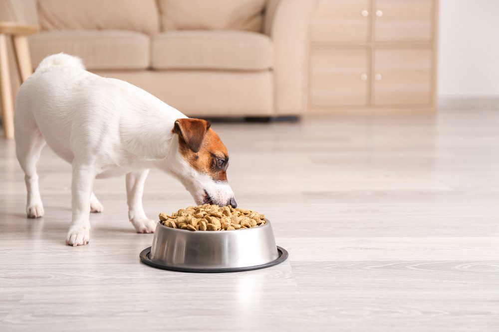 Köpeklerin Beslenmesinde Prebiyotikler ve Probiyotiklerin Önemi
