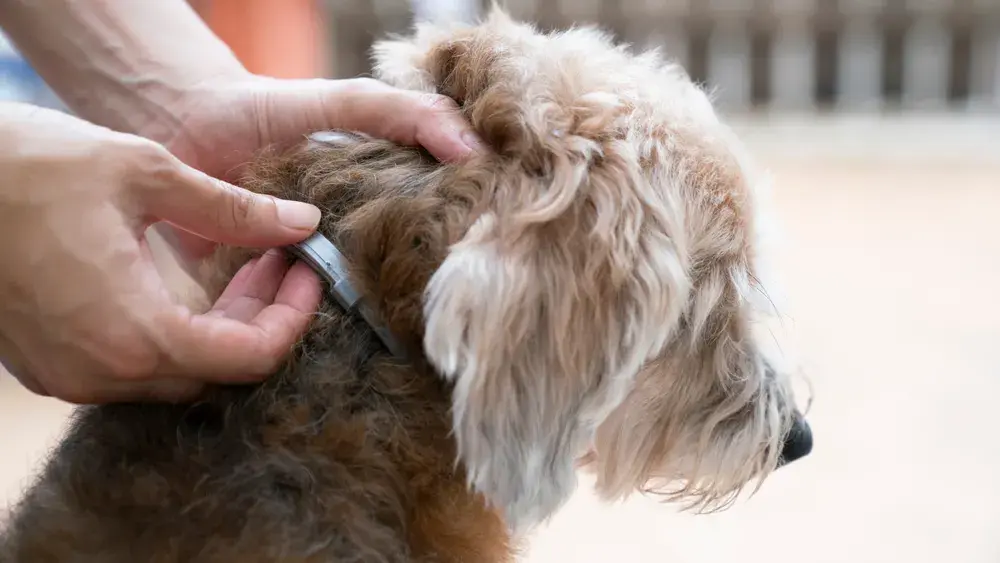 Köpeklerde Pire Belirtileri ve Pireden Kurtulma Yolları